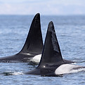 dorsals.JPG