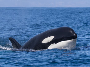 Killer Whale Quest Season 3 is about to begin!
