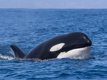 Killer Whale Quest Season 3 is about to begin!