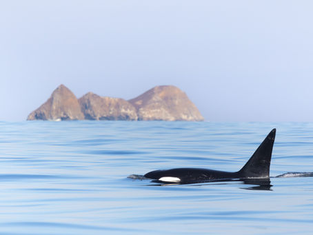 11/8/24 Killer Whale Quest