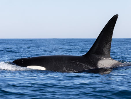 1/23/25 Killer Whale Quest Private Charter