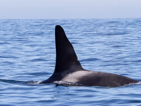 12/7/24 Killer Whale Quest
