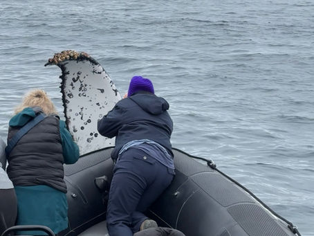 9/21/24 8 Hour Zodiac Whale Watching