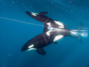 March 2026 Killer Whale Reports