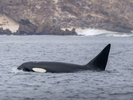9/14/24 Killer Whale Quest