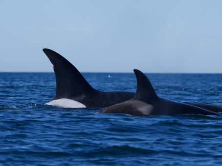 12/1/24 Killer Whale Quest