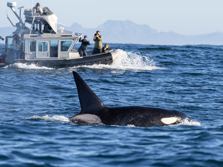 1/5/25 Killer Whale Quest