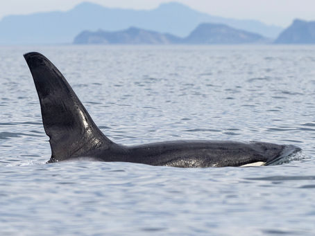 11/30/24 Killer Whale Quest