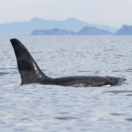 11/30/24 Killer Whale Quest