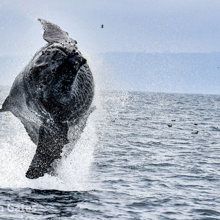 5/25/25 Newport Beach 8 Hour Whale Watching