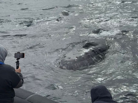 9/22/24 8 Hour Zodiac Whale Watching