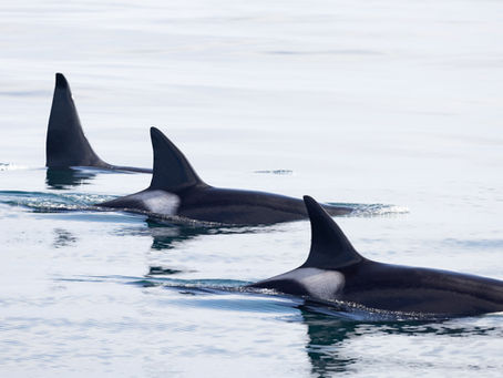 12/9/24 Private Charter Killer Whale Quest