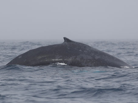 12/22/24 Killer Whale Quest