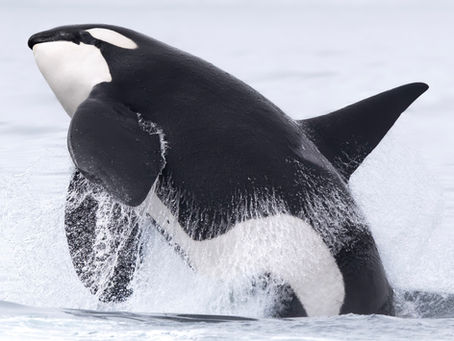 10/25/24 Killer Whale Quest