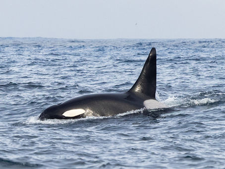 12/8/24 Killer Whale Quest