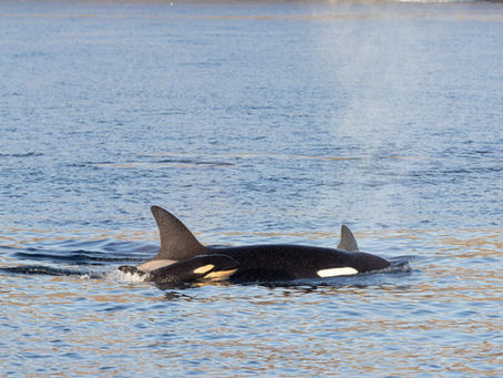 1/10/25 Killer Whale Quest