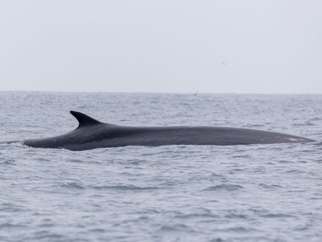 9/2/24 8 Hour Zodiac Whale Watching