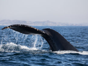 8/16/25 Channel Islands Whale Watching
