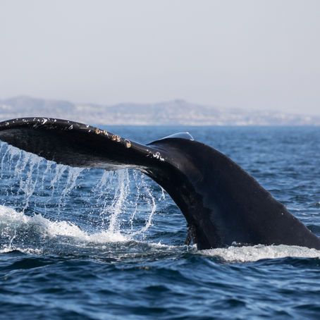 8/16/25 Channel Islands Whale Watching