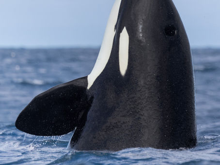 1/17/25 Killer Whale Quest