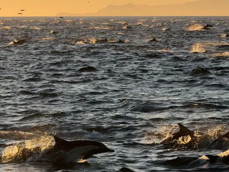 1/1/25 Killer Whale Quest
