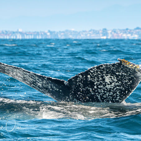 6/29/25 4 hour Whale watching