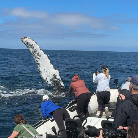 9/6/25 8 Hour Channel Islands Whale Watching