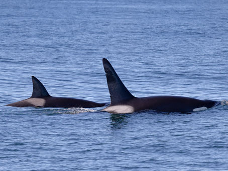 11/24/24 Killer Whale Quest
