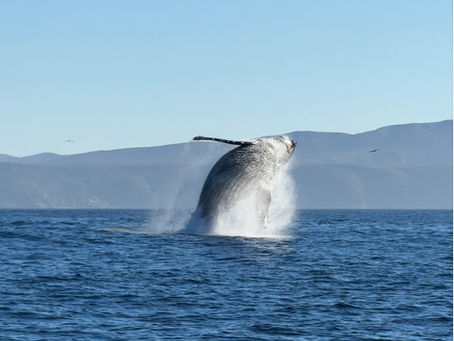 12/6/24 Private Charter Killer Whale Quest