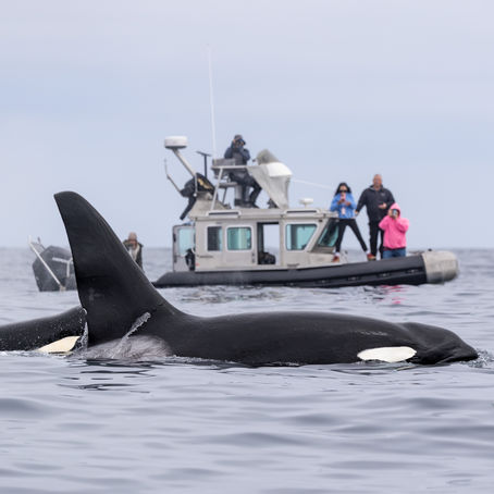 Killer Whale Quest '24/'25 Season has concluded. Next season begins late August 2025!