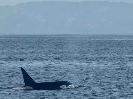 12/21/24 Killer Whale Quest