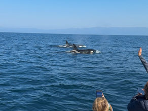 8/30/25 8 Hour Channel Islands Whale Watching
