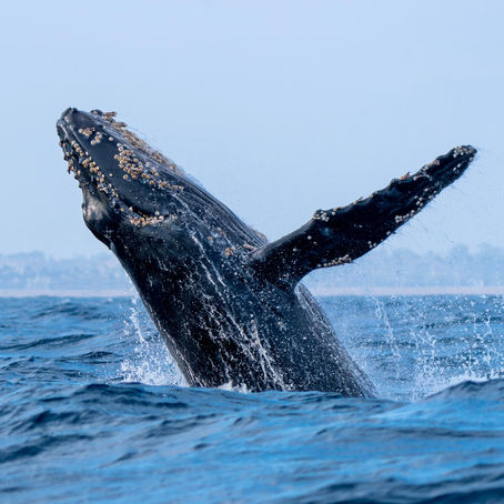 6/14/25 8 Hour Whale Watching
