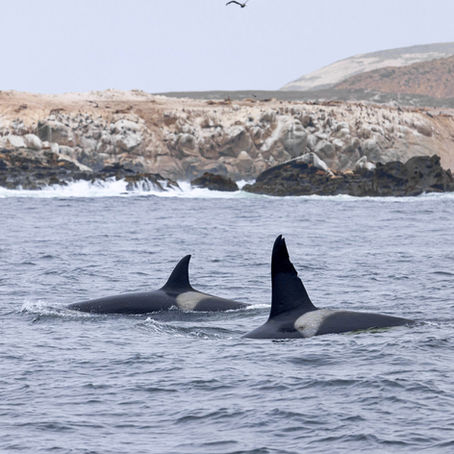 6/4/25 Killer Whale Quest
