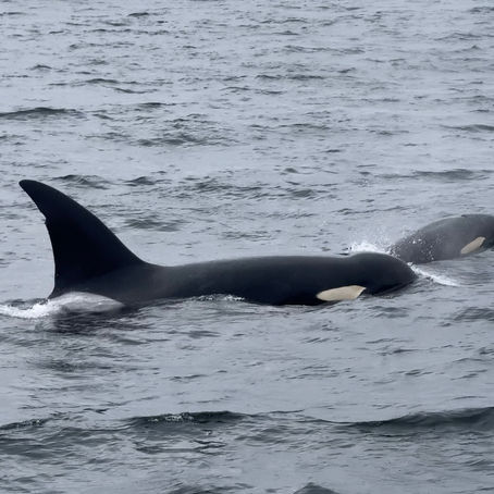 6/1/25 Killer Whale Quest