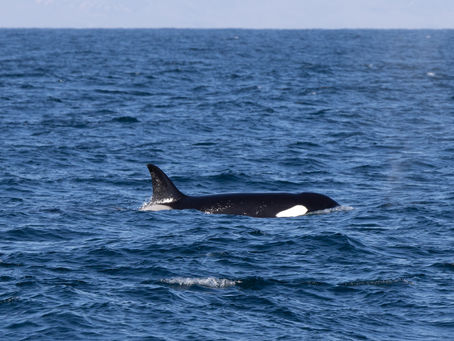 1/18/25 Killer Whale Quest
