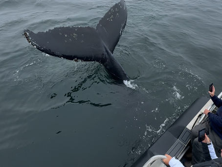 12/23/24 Killer Whale Quest
