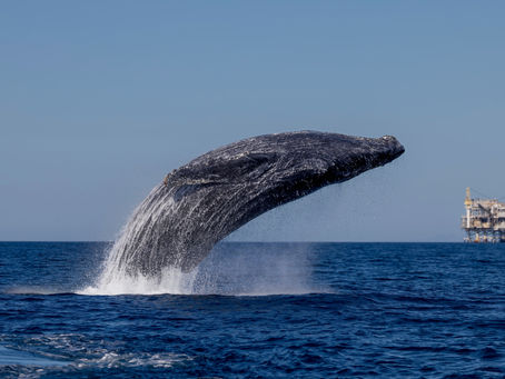 10/20/24 8 Hour Zodiac Whale Watching