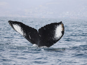 8/15/25 Channel Islands Private Charter