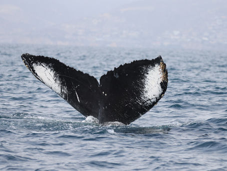 8/15/25 Channel Islands Private Charter
