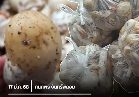 แม่หอพระ: เมืองเห็ด-ของป่า กับความท้าทายในการบริหารจัดการไฟจำเป็น