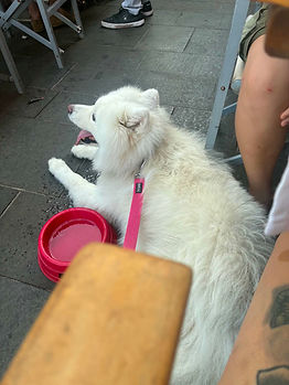 chien détendu en terrasse