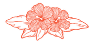 Hibisco