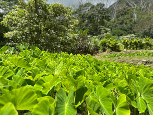 Building Healthy Communities in Luluku and Maunawili