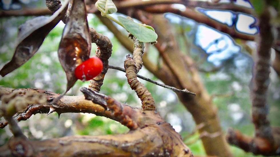 Close-up landscape photo of a native plant branch with a single bright red berry in focus and soft green background