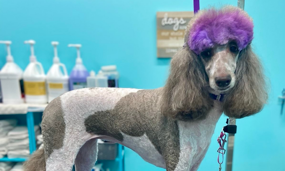 pet safe color groomers the fur district
