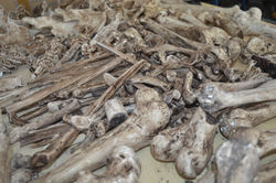 Fake bones