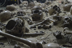 Bones and sculls scenarium