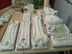 Fake bones production