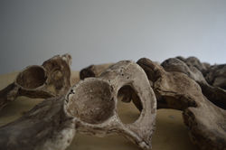 Fake bones